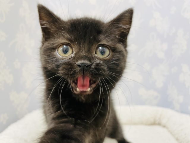 スコティッシュフォールド