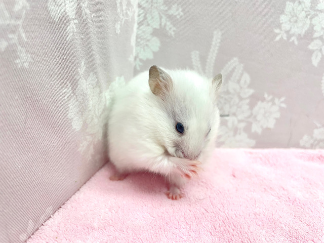 ゴールデンハムスター