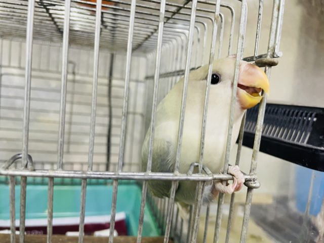 コザクラインコ（小桜インコ）