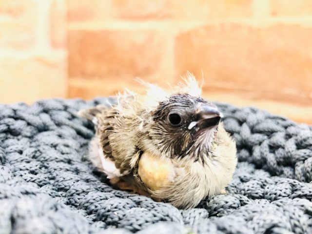 錦花鳥（キンカチョウ）