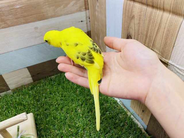 セキセイインコ