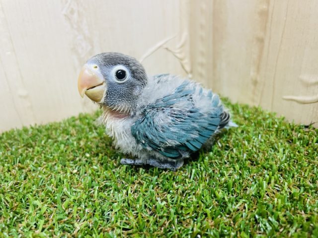 ブルーボタンインコ