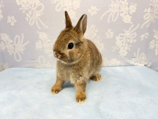 ネザーランドドワーフ