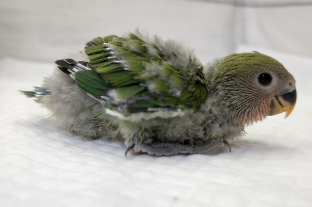 コザクラインコ（小桜インコ）