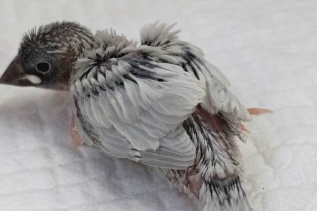 最新画像あり! ギンギラギンっ✨ シルバー文鳥🐥 シルバー文鳥