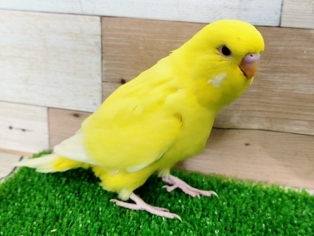 ジャンボセキセイインコ