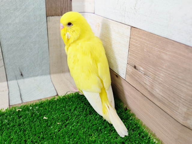ジャンボセキセイインコ