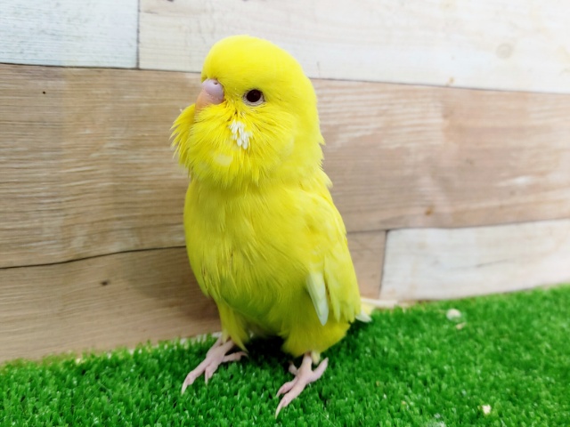 ジャンボセキセイインコ