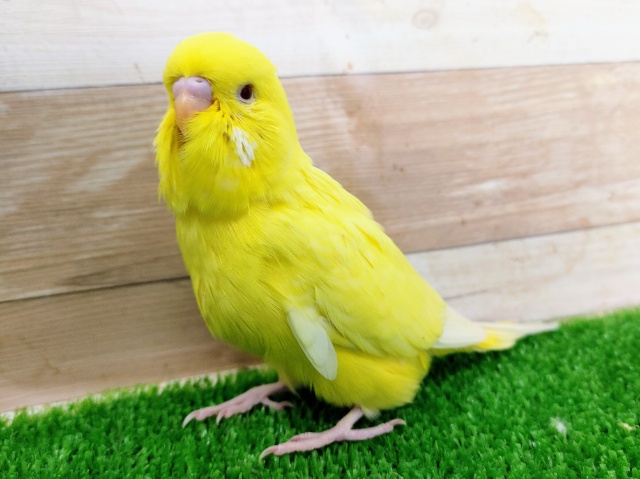 ジャンボセキセイインコ