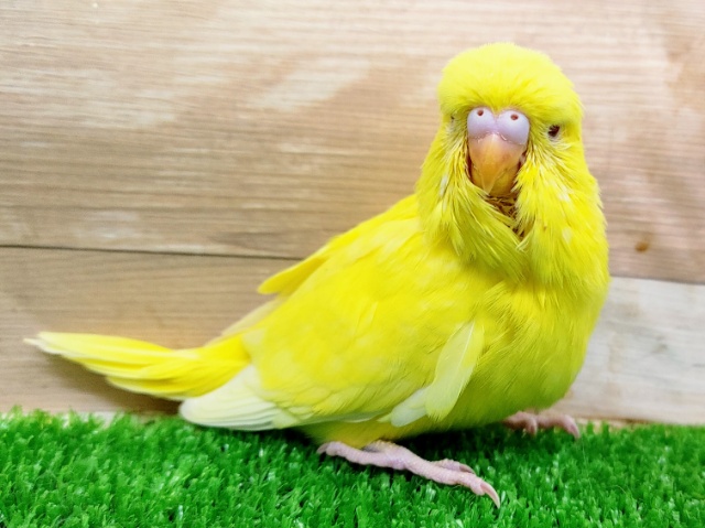 ジャンボセキセイインコ