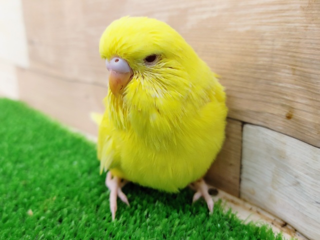 ジャンボセキセイインコ