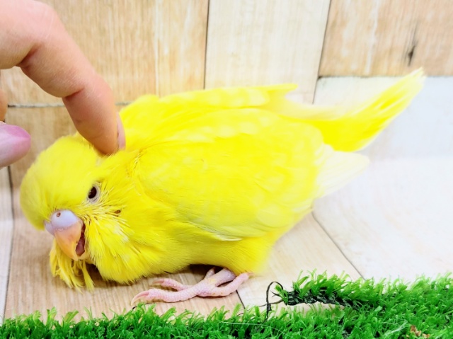 ジャンボセキセイインコ