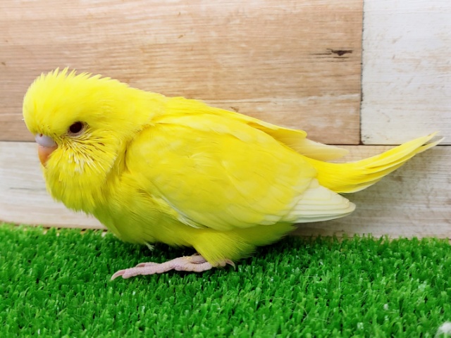 ジャンボセキセイインコ