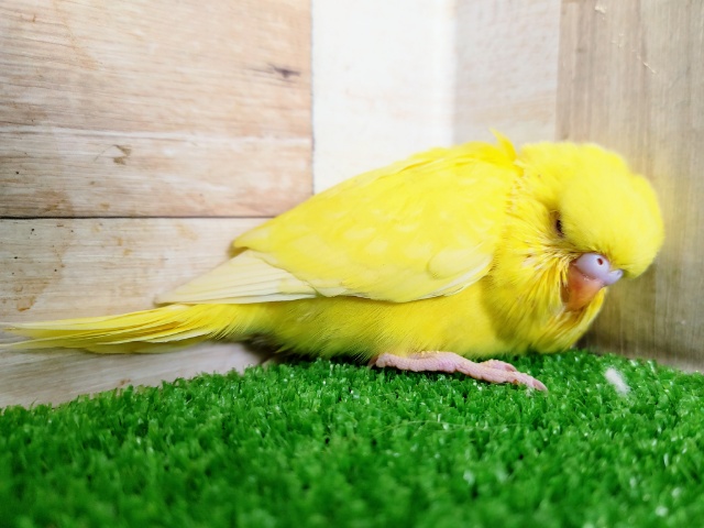 ジャンボセキセイインコ