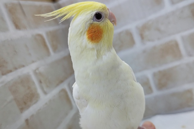 オカメインコ