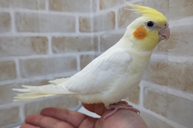 オカメインコ