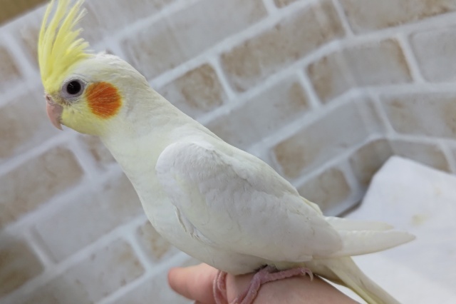 オカメインコ