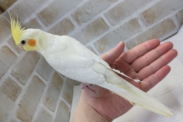 オカメインコ