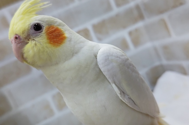 オカメインコ