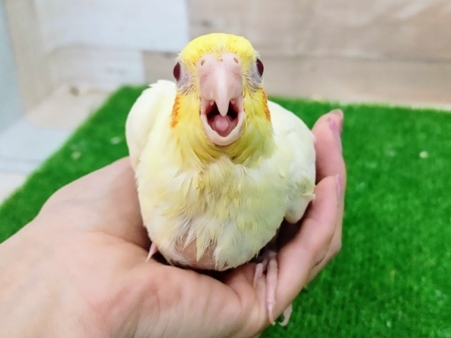 オカメインコ