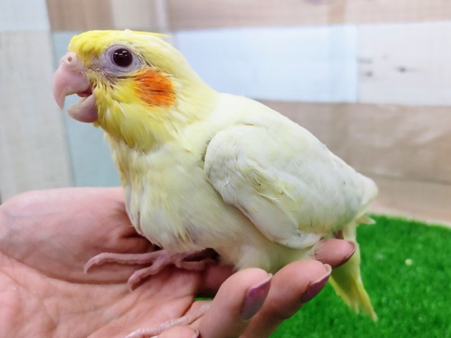 オカメインコ