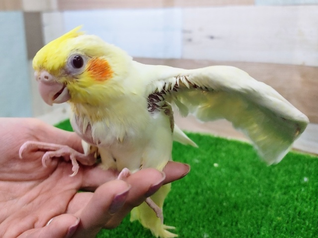 オカメインコ