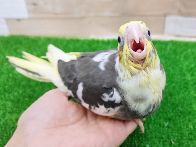 オカメインコ
