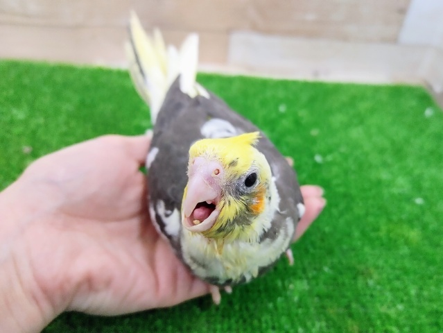 オカメインコ