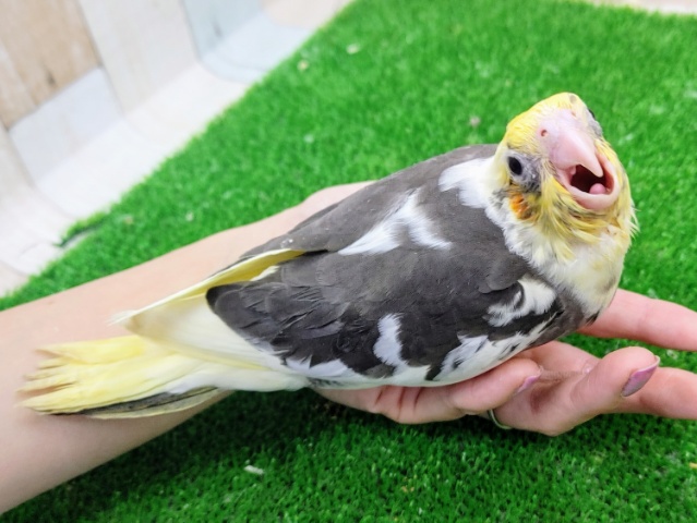 オカメインコ