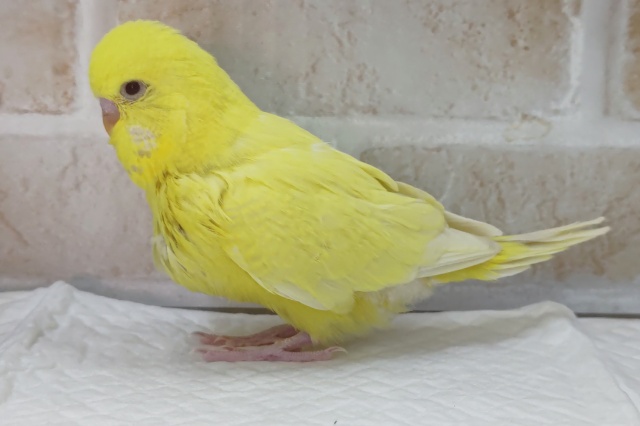 ジャンボセキセイインコ