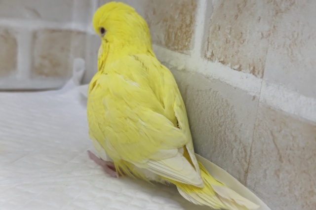 ジャンボセキセイインコ