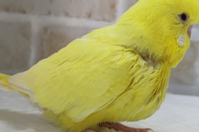 ジャンボセキセイインコ