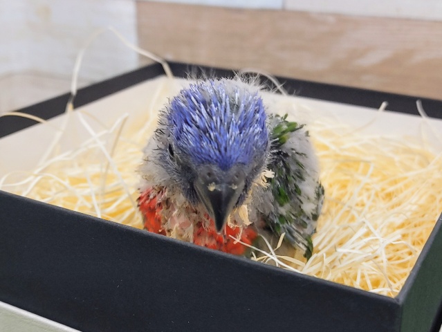 ゴシキセイガイインコ