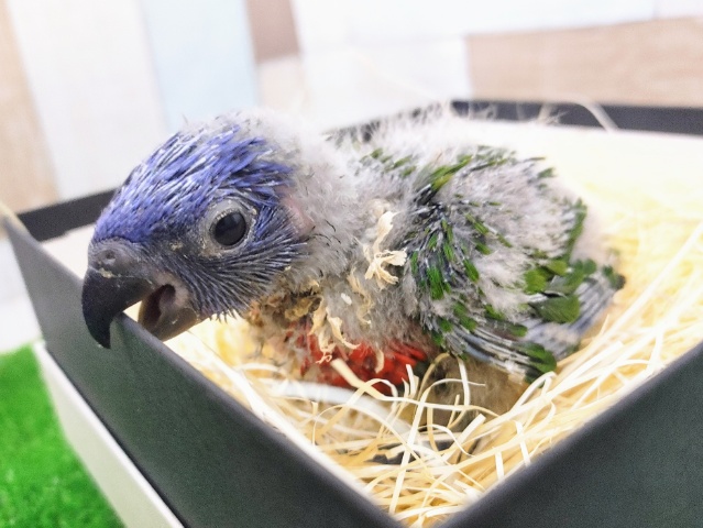 ゴシキセイガイインコ