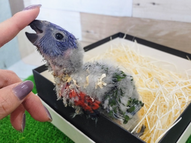 ゴシキセイガイインコ