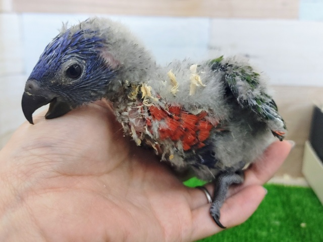 ゴシキセイガイインコ