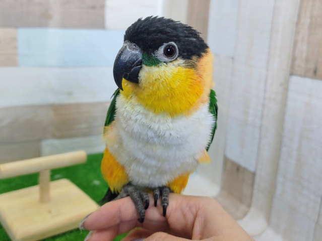 ズグロシロハラインコ