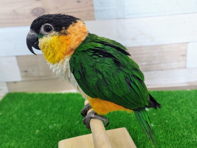 ズグロシロハラインコ