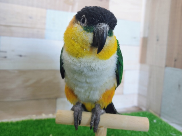 ズグロシロハラインコ