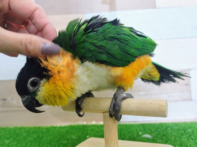 ズグロシロハラインコ