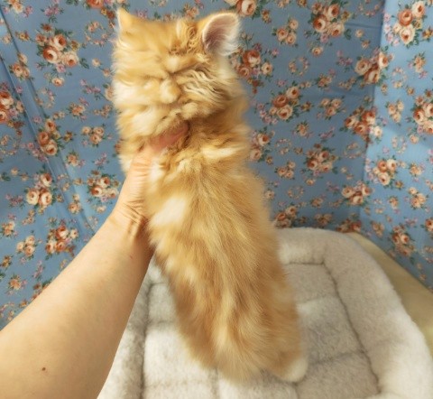 アメリカンカール