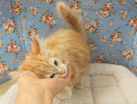 アメリカンカール