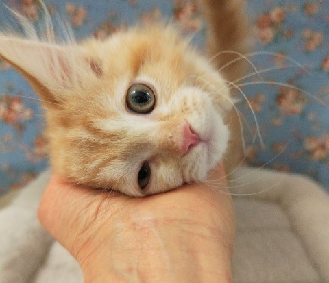 アメリカンカール