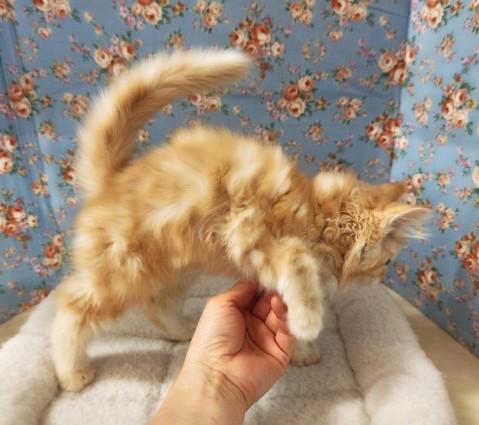 アメリカンカール