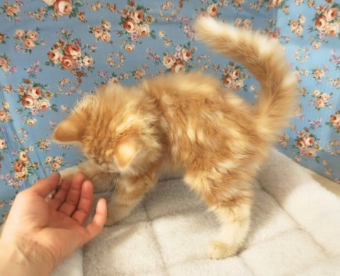 アメリカンカール