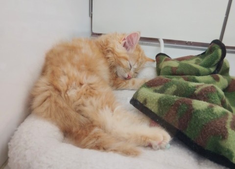 アメリカンカール