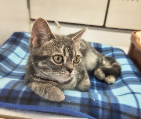 アメリカンショートヘア