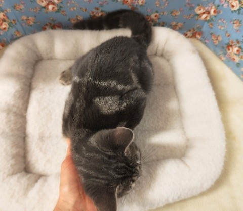 アメリカンショートヘア