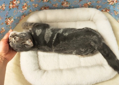 アメリカンショートヘア