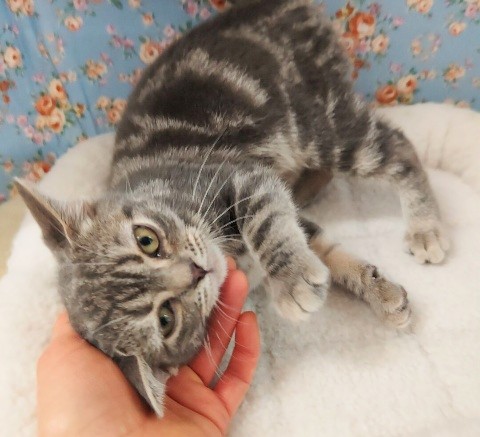 アメリカンショートヘア